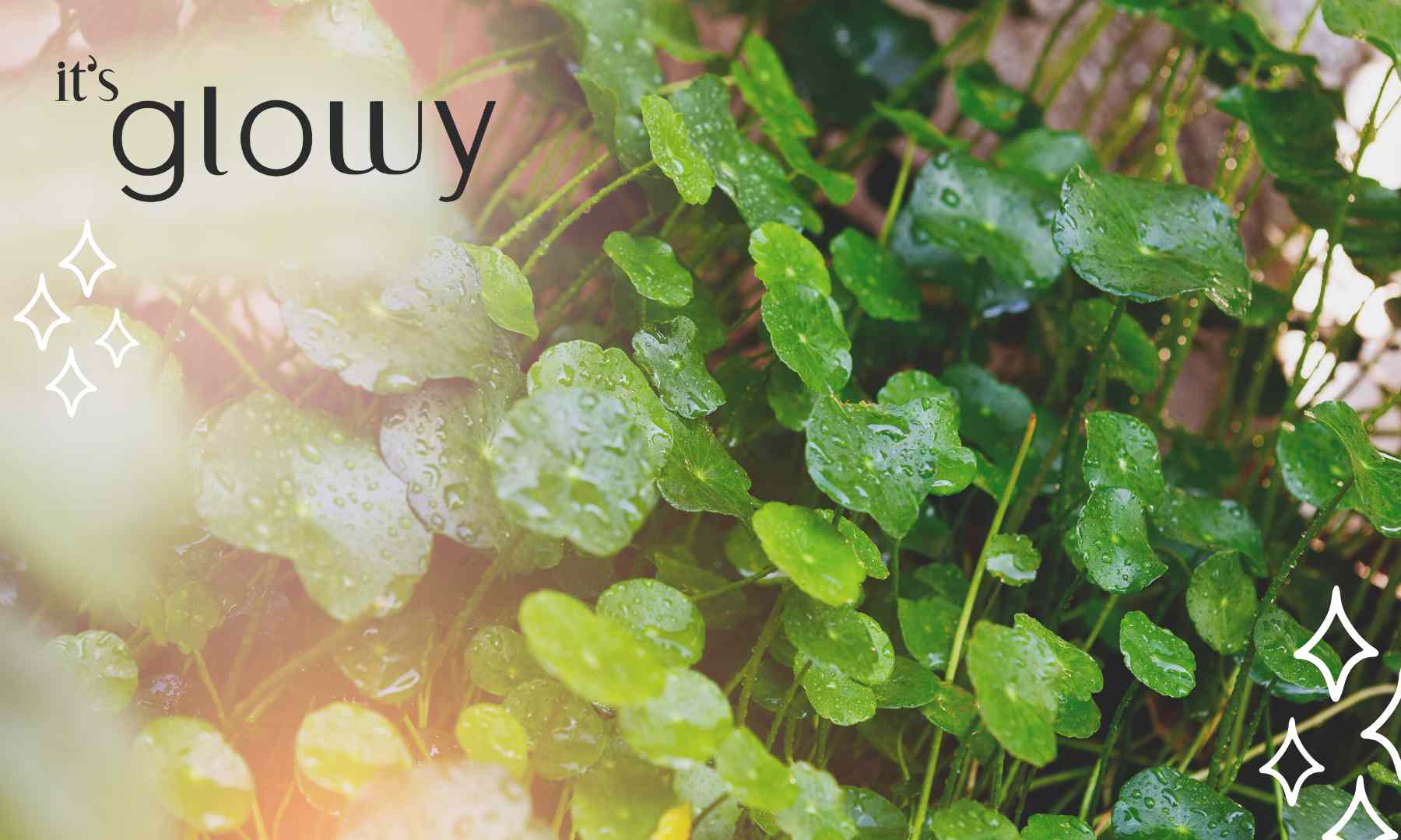 Centella Asiatica Warum wir den Inhaltsstoff lieben itsglowy.de