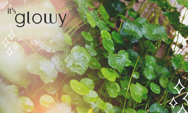 Bild von der Heilpflanze Centella Asiatica Tigergras mit Logo itsglowy.de
